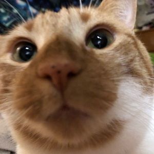 Meet your Posher, Cain